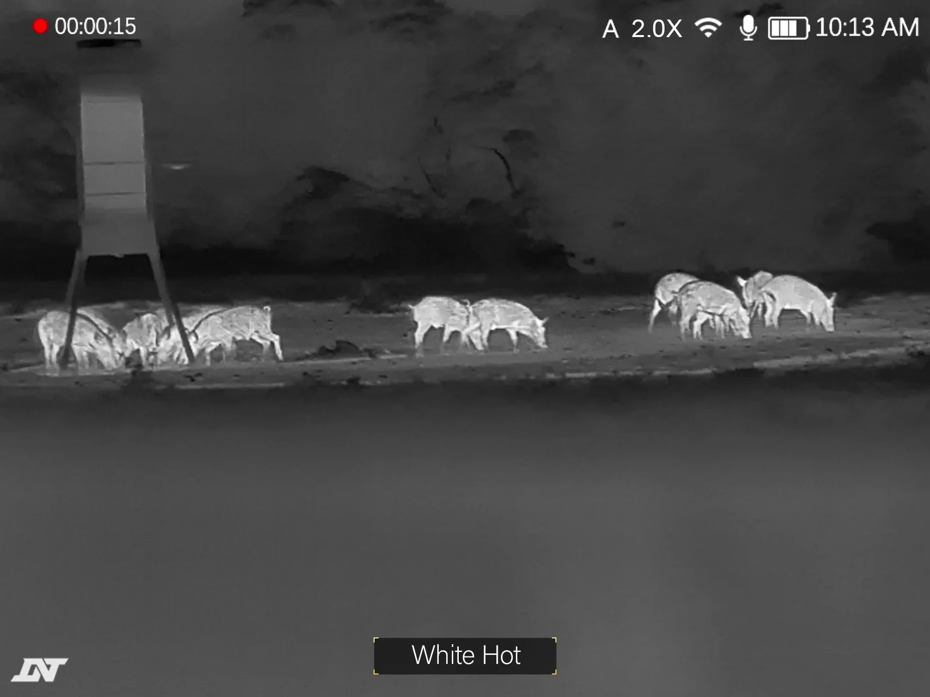 HOUND H325R White Hot thermal palette, showing a wild boar herd